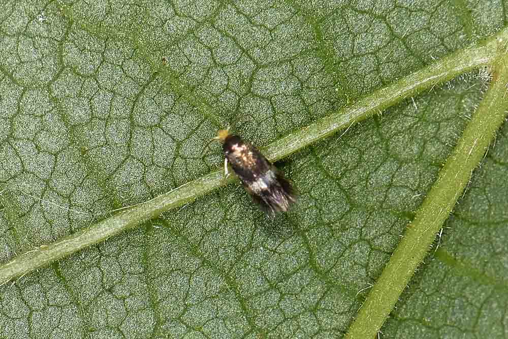 Nepticulidae:  Stigmella sp.